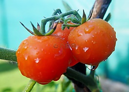 蕃茄,雨滴,蔬菜