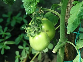 紅,番茄,綠色