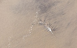 沙,羽毛,海灘