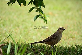 帕吉,性質(zhì),鳥