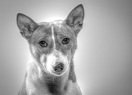 犬,狗,hundbild