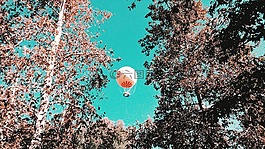 天空,樹,植物