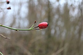 性質(zhì),玫瑰果,紅色