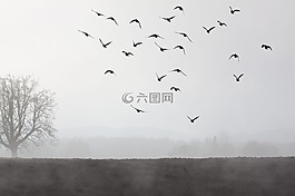 霧,心情,景觀