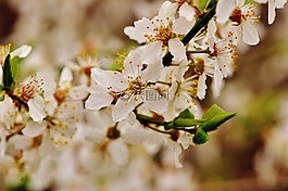 春天,開花,盛開