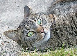 宿醉,猫,felidae