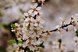 春天,開花,盛開
