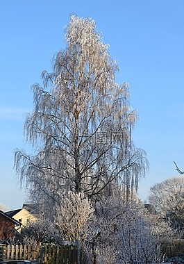 冬天,樺木,冰