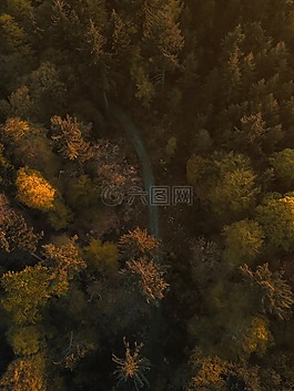 樹,植物,自然