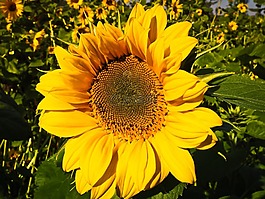 太陽(yáng)花,開花,黃色