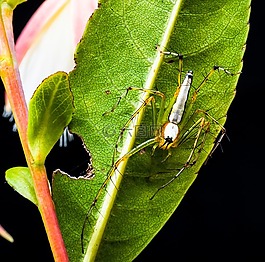 蜘蛛,節(jié)肢動物,昆蟲