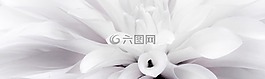 花,嬌琴紗,白