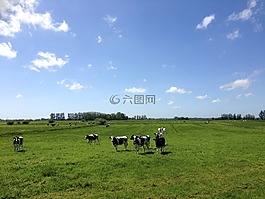奶牛,黑与白,牧场