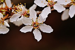 春天,開花,盛開