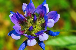 草,花,野生