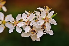 春天,開花,盛開