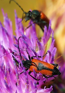 lepture cordigere,昆蟲,性質(zhì)