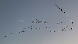 候鳥,鳥類,飛的鳥