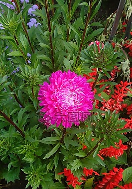 鮮花,秋季,性質(zhì)