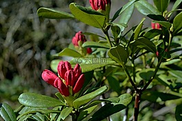 杜鵑,芽,春天