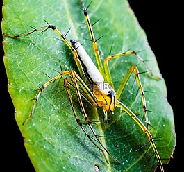 蜘蛛,節(jié)肢動物,昆蟲