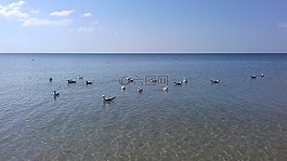 海邊,鳥類,烹飪學(xué)校
