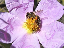 昆蟲,蜜蜂,花