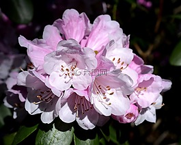 杜鵑,春天,鮮花