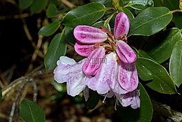 杜鵑,春天,芽