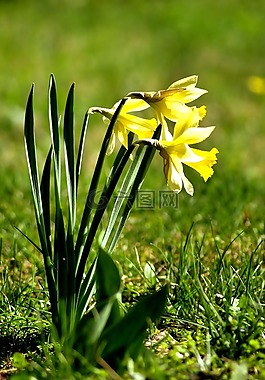 性質(zhì),花,廠