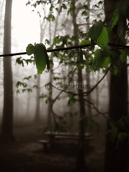 森林,霧,樹