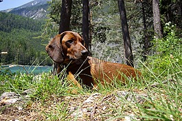 猎犬,fernsteinsee,蒂罗尔