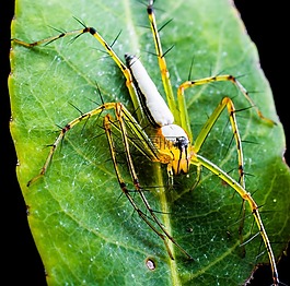 蜘蛛,節(jié)肢動物,昆蟲