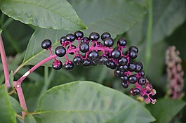 phytolacca spp。,浆果,黑