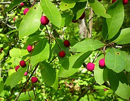 漿果,紅色,水果