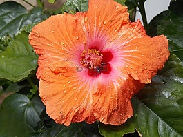槿,花,橙色