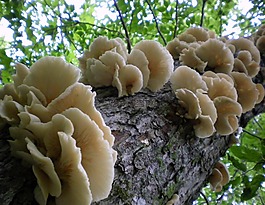 樹,特寫,菌類
