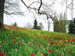 郁金香,草地,鮮花
