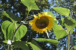 太陽(yáng)花,8 月,夏季