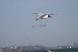 海邊,鳥類,烹飪學(xué)校