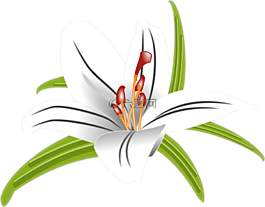 礼来公司,花,花的