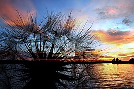 蒲公英,日落,sillhouette