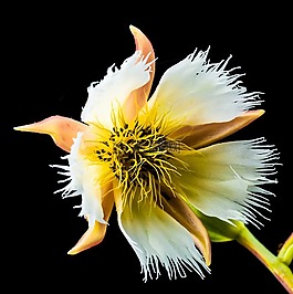 開(kāi)花,梅花,關(guān)閉