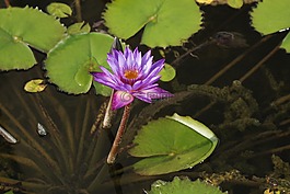 睡蓮,花,水生植物