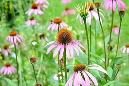 松果菊,花,草藥
