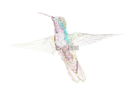 鳥,蜂鳥,紋理