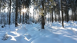 森林,雪,冬天