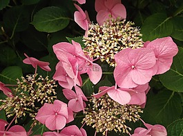 花卉,綻放,粉紅色