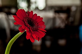 花,雛菊,盛開