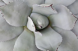 蘆薈,沙漠植物,仙人掌